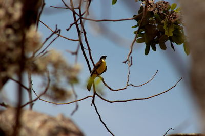 Close-up of bird perching on tree