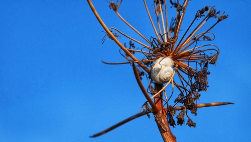 Low angle view of lizard against clear blue sky