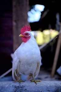 Close-up of a bird perching