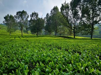 Scenic view of farm against sky