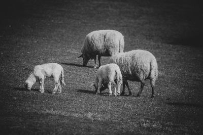Sheep grazing in a field