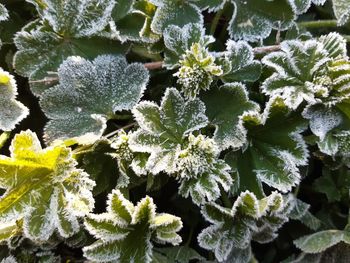 Full frame shot of frozen plants during winter