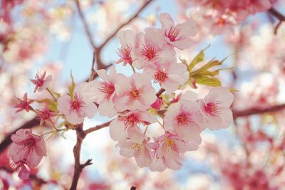 Low angle view of pink flowers on tree