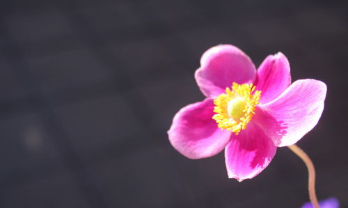 Close-up of pink flowers