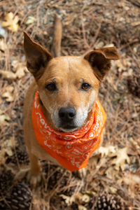 Close-up portrait of dog on field