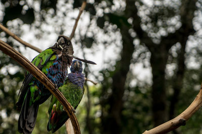 Low angle view of bird perching on branch