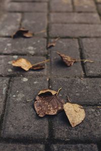 High angle view of dry leaves on sidewalk during autumn