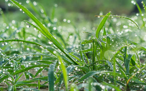 Close-up of wet plant during rainy season