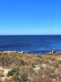 Scenic view of fynbos and the sea against clear blue sky