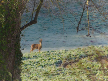 Horse standing on field against trees