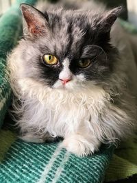 Close-up portrait of a cat