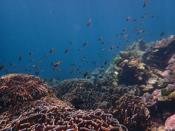 Flock of birds swimming in sea