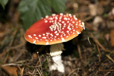 Close-up of fly agaric mushroom on field