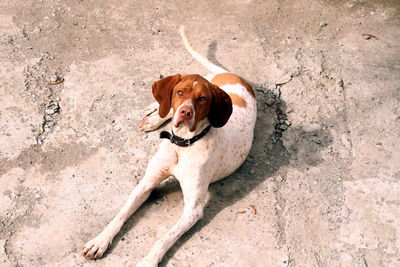 High angle view of dog sitting outdoors