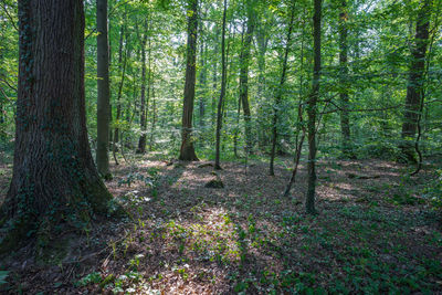 Trees growing in forest