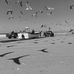 Flock of birds flying over sea