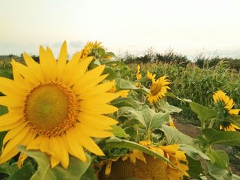 Close-up of fresh sunflowers blooming in field against clear sky