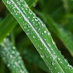 Close-up of raindrops on leaves