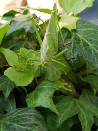 Close-up of insect on leaf