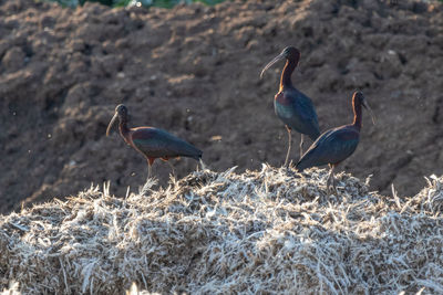 View of birds on land