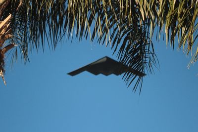 Low angle view of palm tree against blue sky