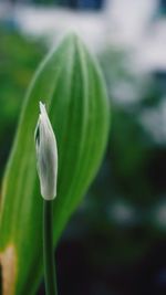 Close-up of flower blooming outdoors