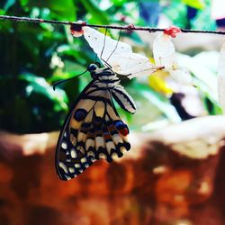 Close-up of butterfly on flower