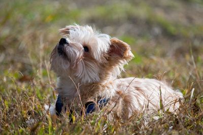 Portrait of a dog on field