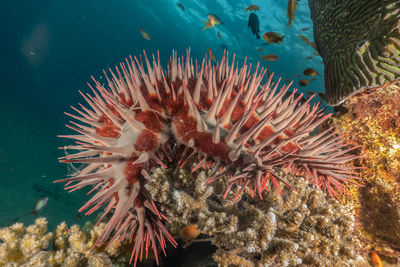 Red sea fire urchin in the red sea colorful and beautiful, eilat israel