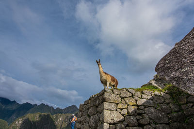 Low angle view of mammal standing on stone wall against cloudy sky