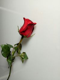 Close-up of red flower over white background