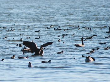 Flock of birds in sea