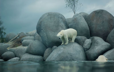 Polar bear on rock by sea