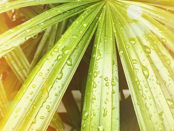 Close-up of wet green leaves during rainy season