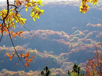 Low angle view of autumnal tree against sky