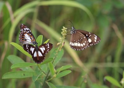 Butterfly on flower