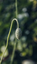 Close-up of flowering plant