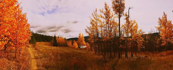 Trees in forest against sky during autumn