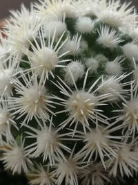 Full frame shot of succulent plants