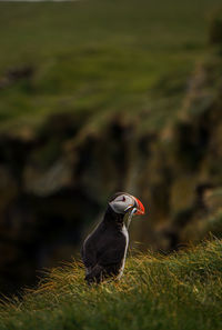 Puffin carrying saltwater eels in beak on grass