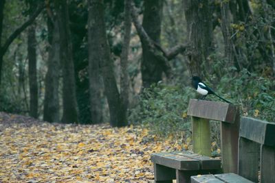 Bird perching on a tree