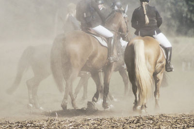 Group of horses in the ground