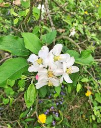 Close-up of white flowers blooming outdoors