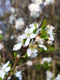 Close-up of white cherry blossom tree