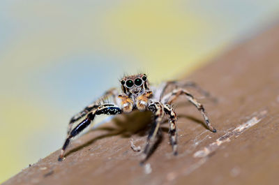 Close-up of jumping spider salticidae on wood