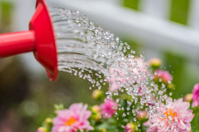 Close-up of water drops on red flowers