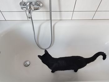 Black cat looking away in bathroom