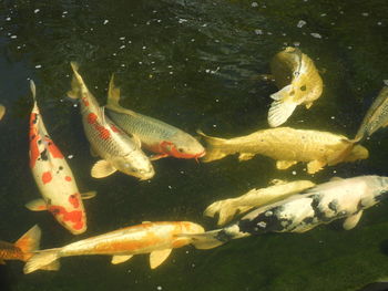 High angle view of koi carps swimming in pond