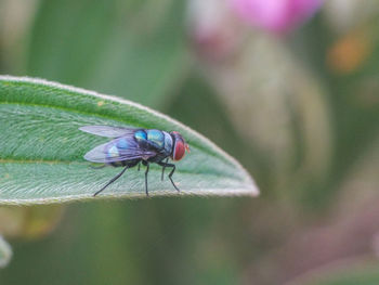 Close-up of insect on plant