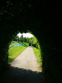 Road amidst trees